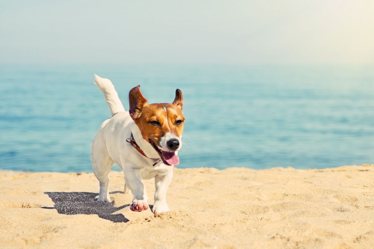 dog on beach